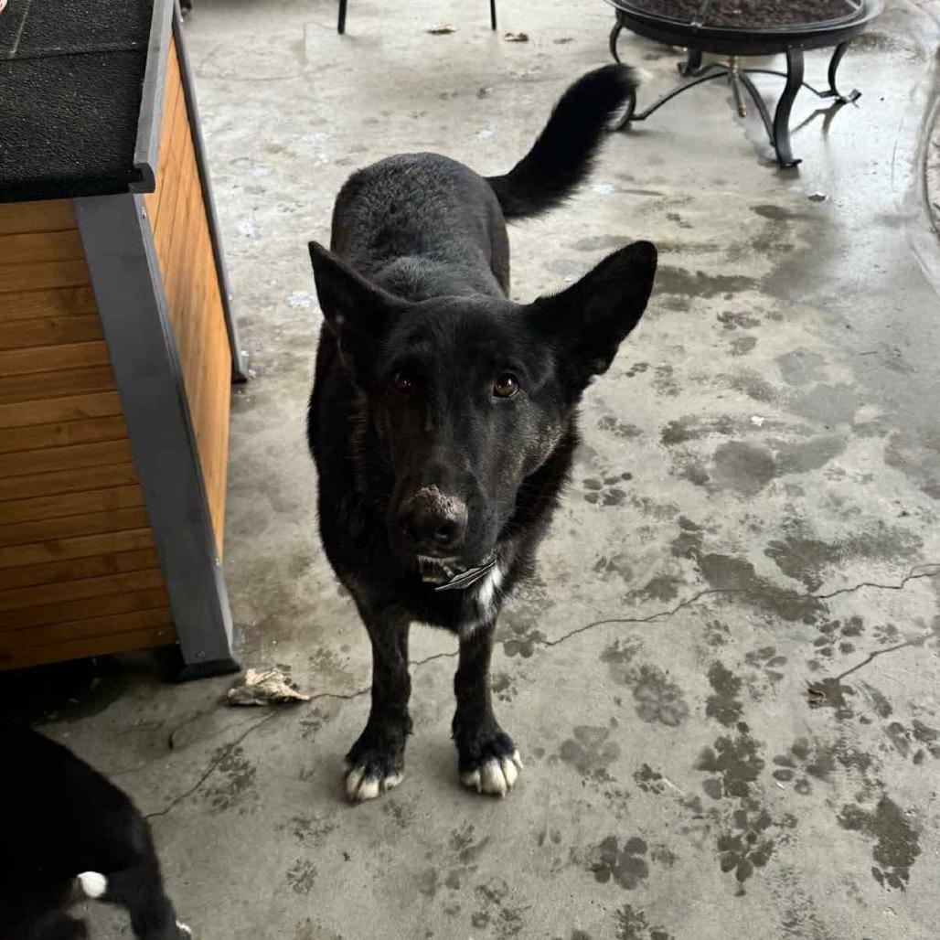 Enlarge Ruby, a Adoptable mixed breed in Tacoma, WA image 5/6