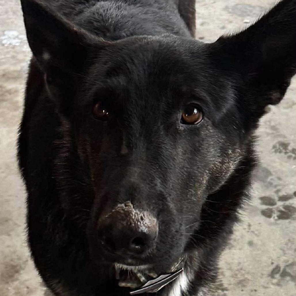 Enlarge Ruby, a Adoptable mixed breed in Tacoma, WA image 6/6