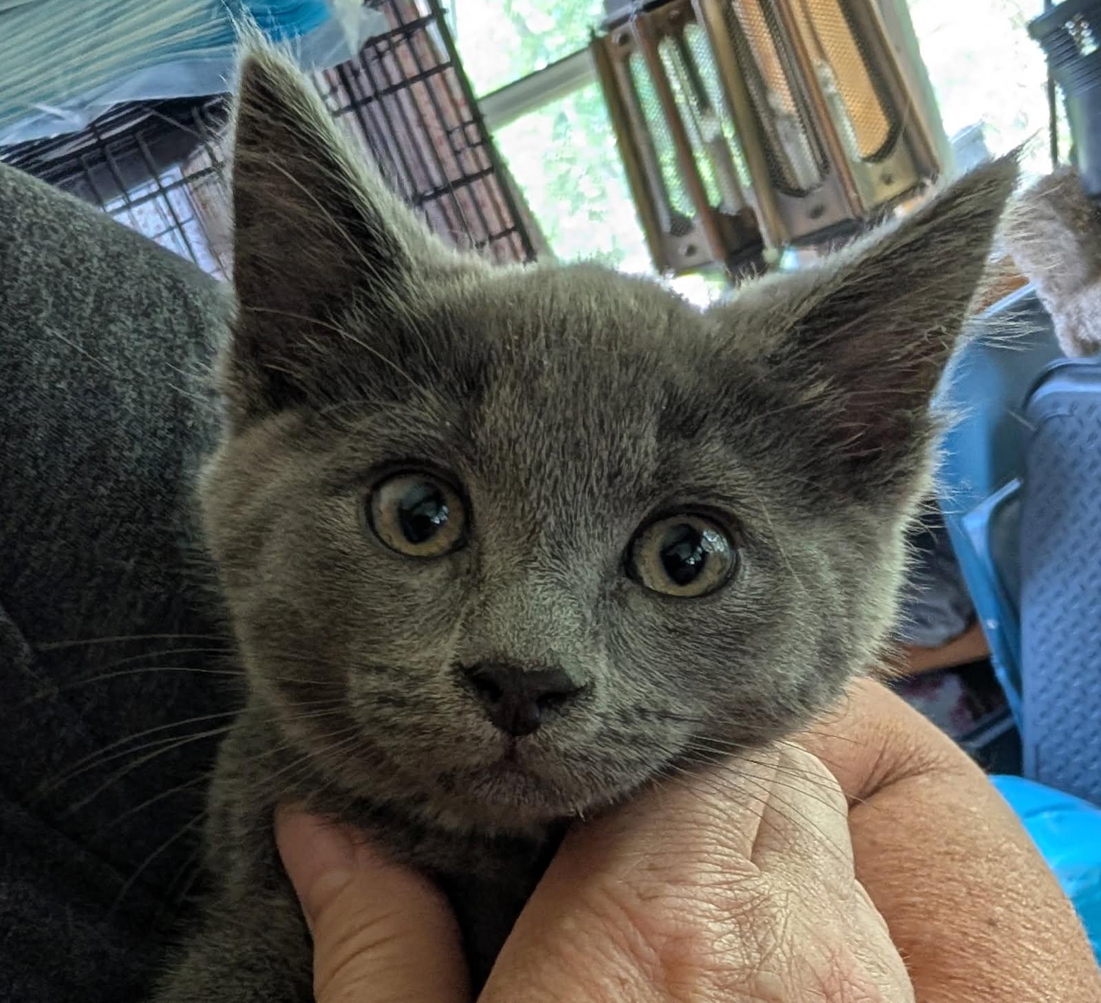 Bear (Bonded with Koda), adopted, Kitten Male Russian Blue.