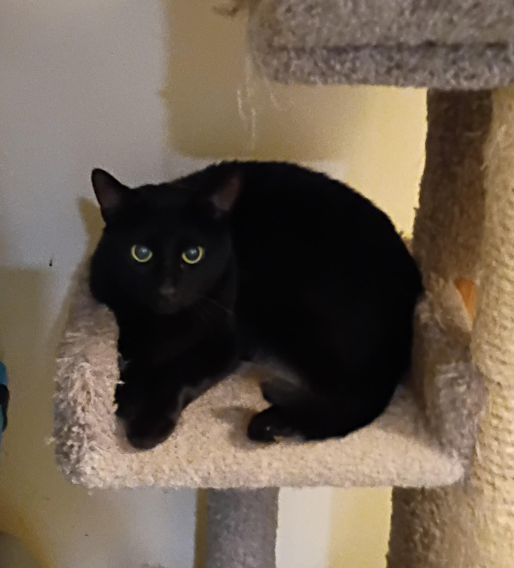 Enlarge Puma, a ADOPTABLE mixed breed in Hendersonville, TN image 2/4