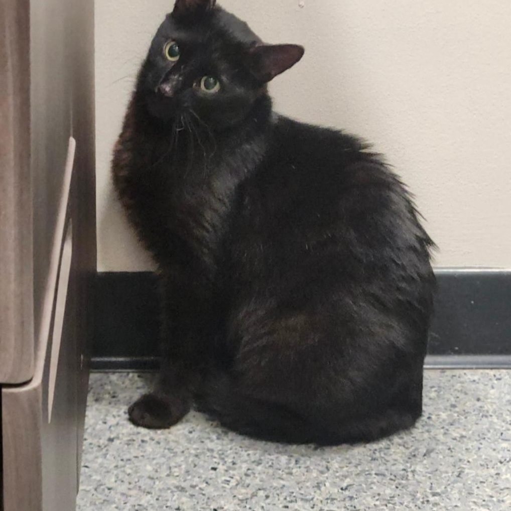 Enlarge Puma, a ADOPTABLE mixed breed in Hendersonville, TN image 3/4