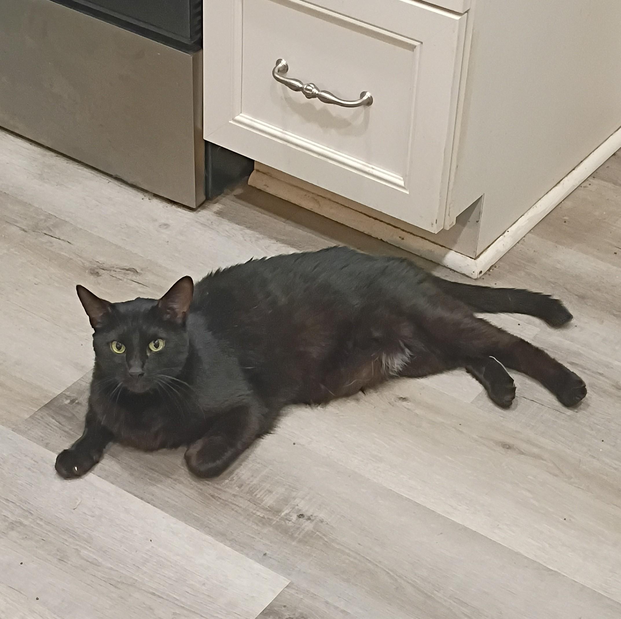 Puma, ADOPTABLE, Adult Male Domestic Short Hair.