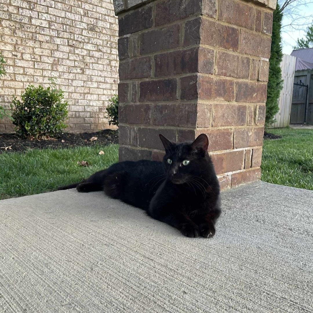 Enlarge Puma, a ADOPTABLE mixed breed in Hendersonville, TN image 4/4