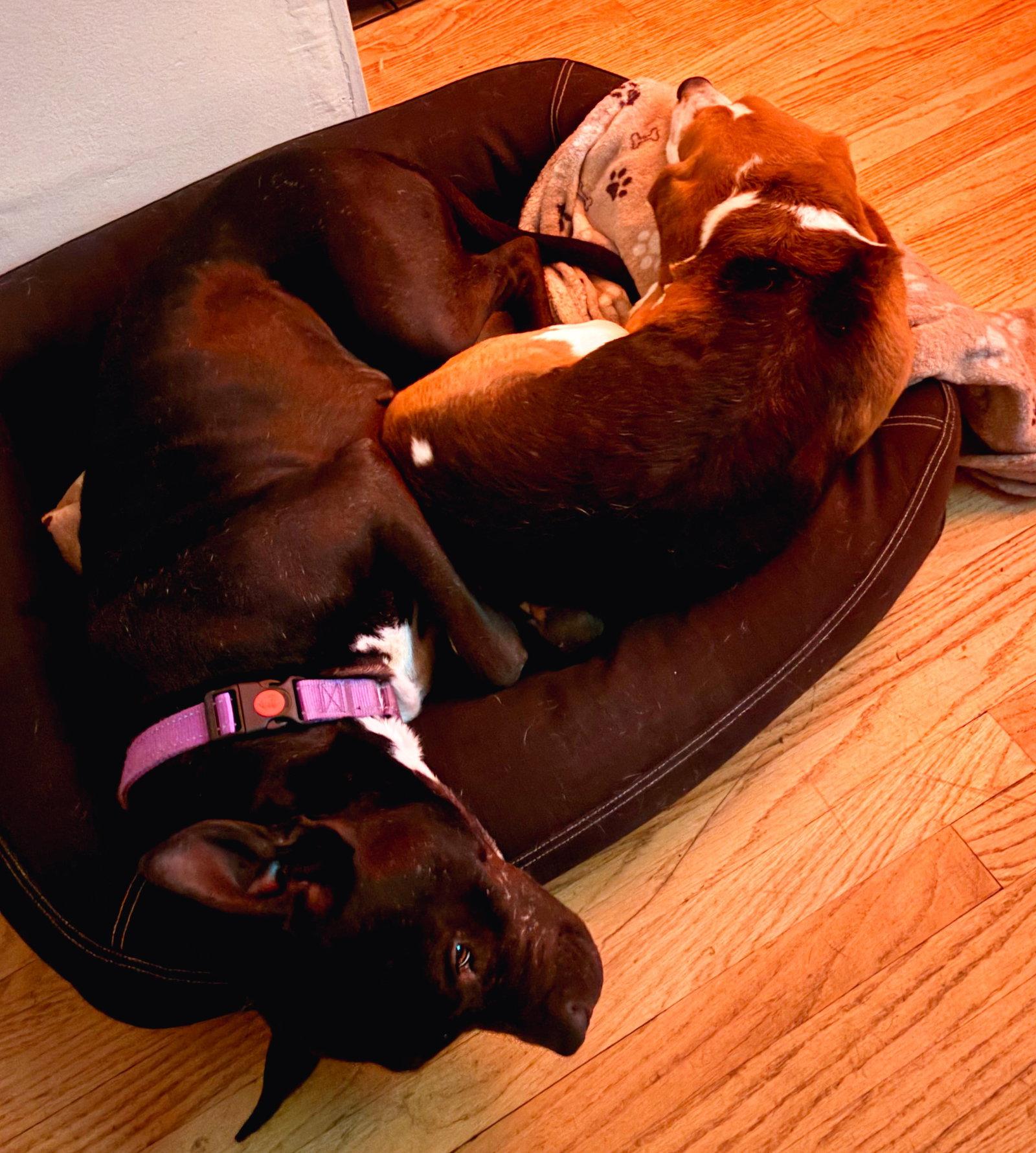 Enlarge Gigi, a Adoptable Pit Bull Terrier in Los Angeles, CA image 1/3