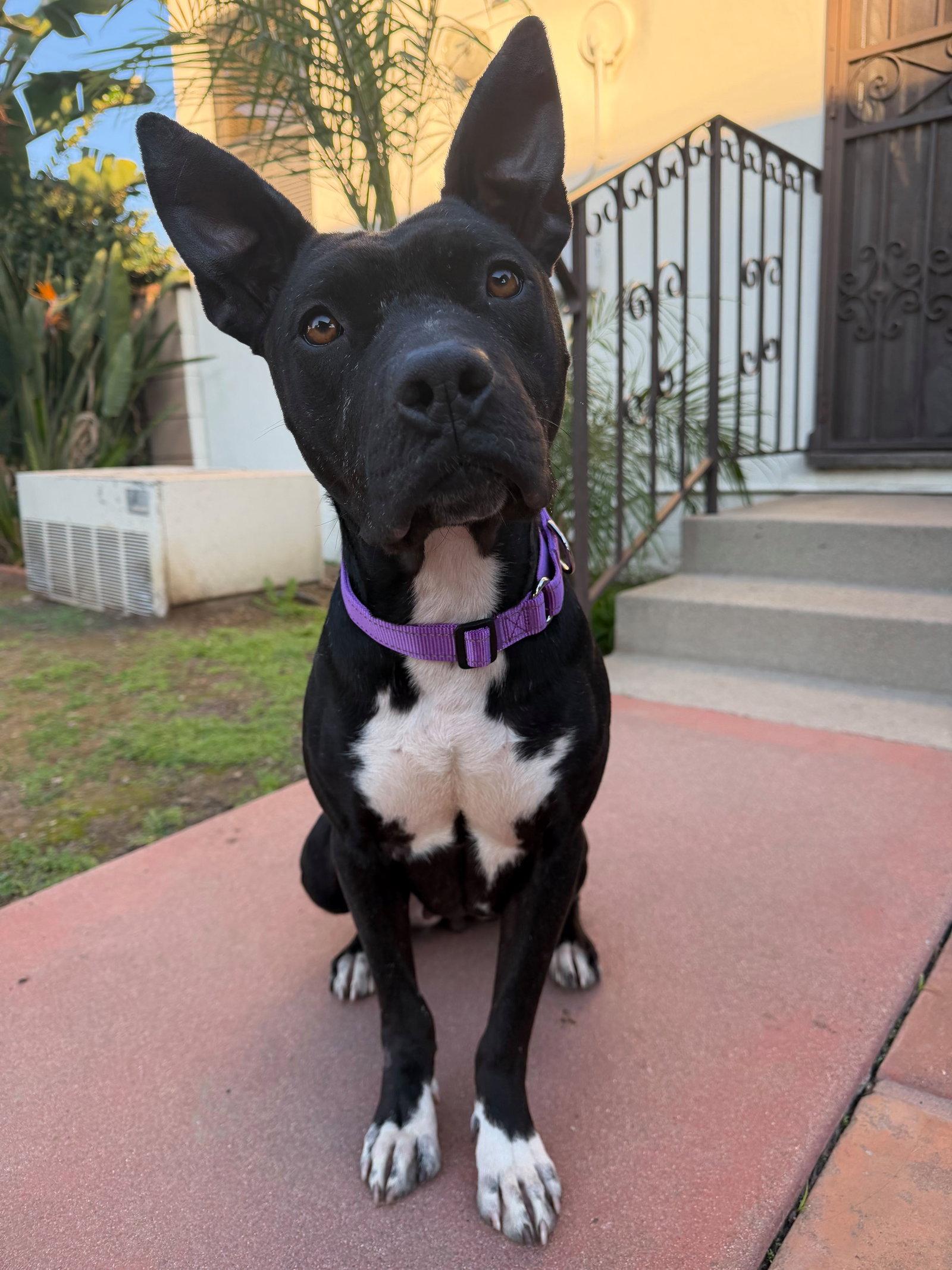 Enlarge Gigi, a Adoptable Pit Bull Terrier in Los Angeles, CA image 3/3