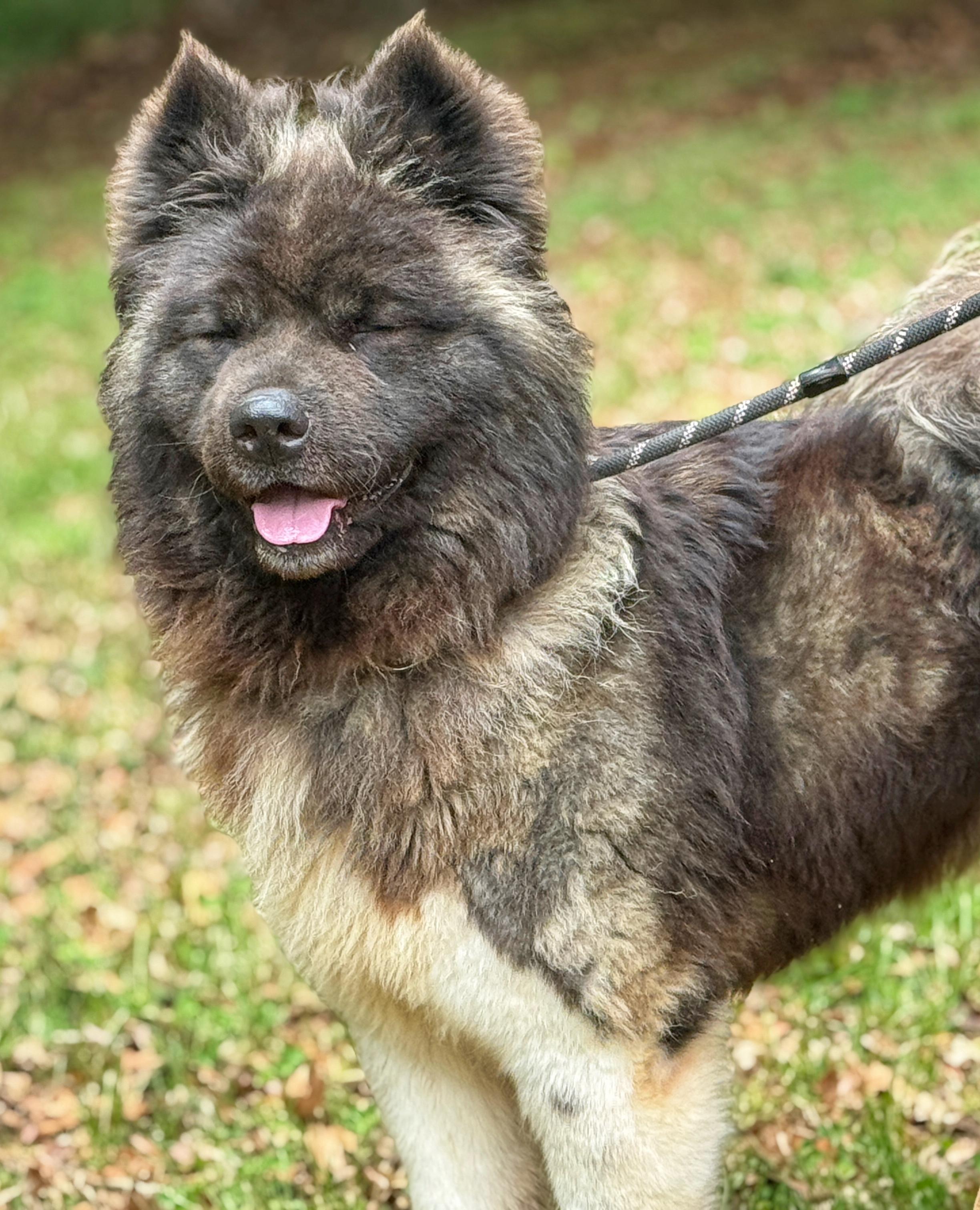 Enlarge Sookie, a ADOPTABLE Akita in Richmond, VA image 3/6