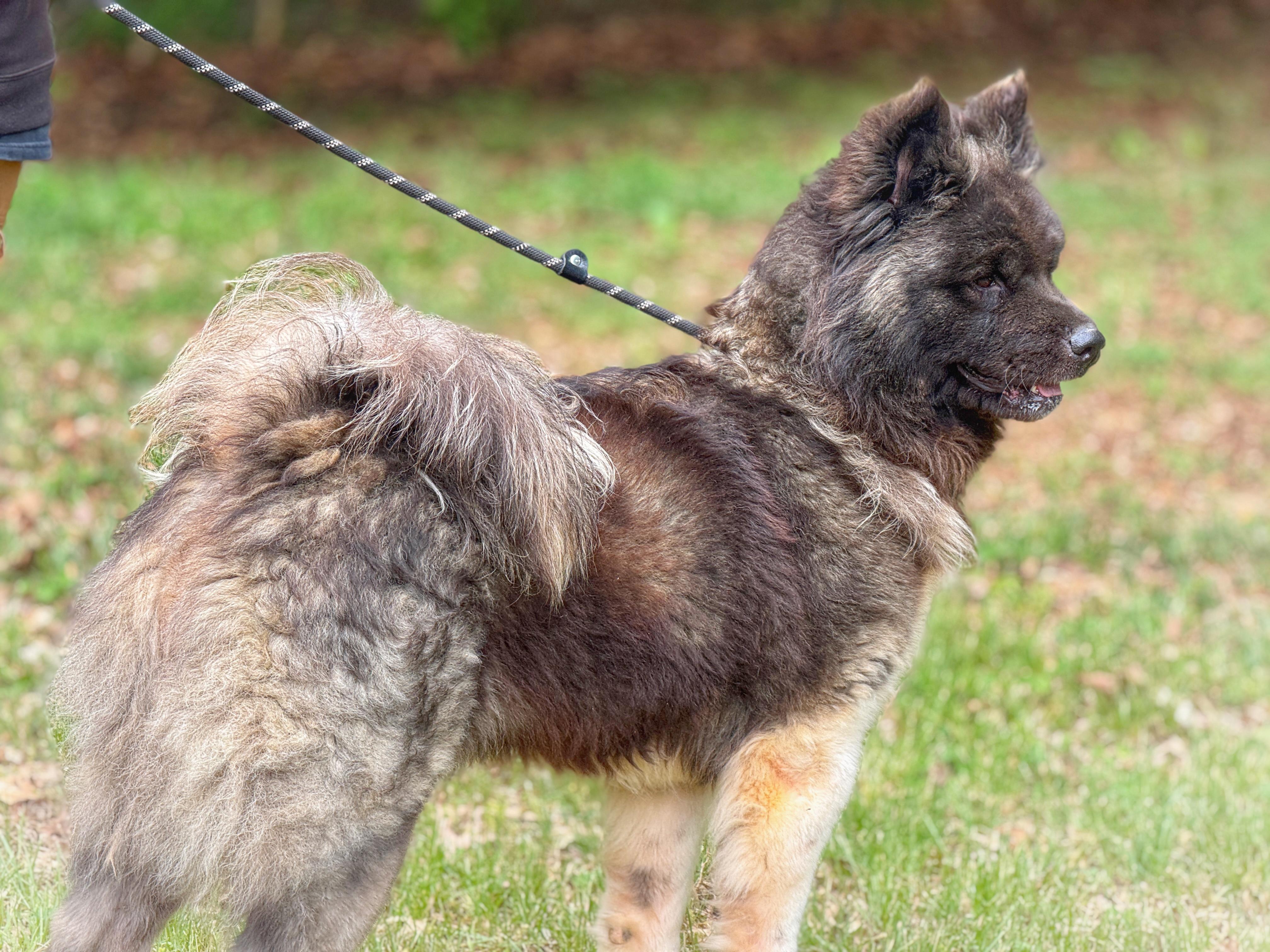 Enlarge Sookie, a ADOPTABLE Akita in Richmond, VA image 2/6