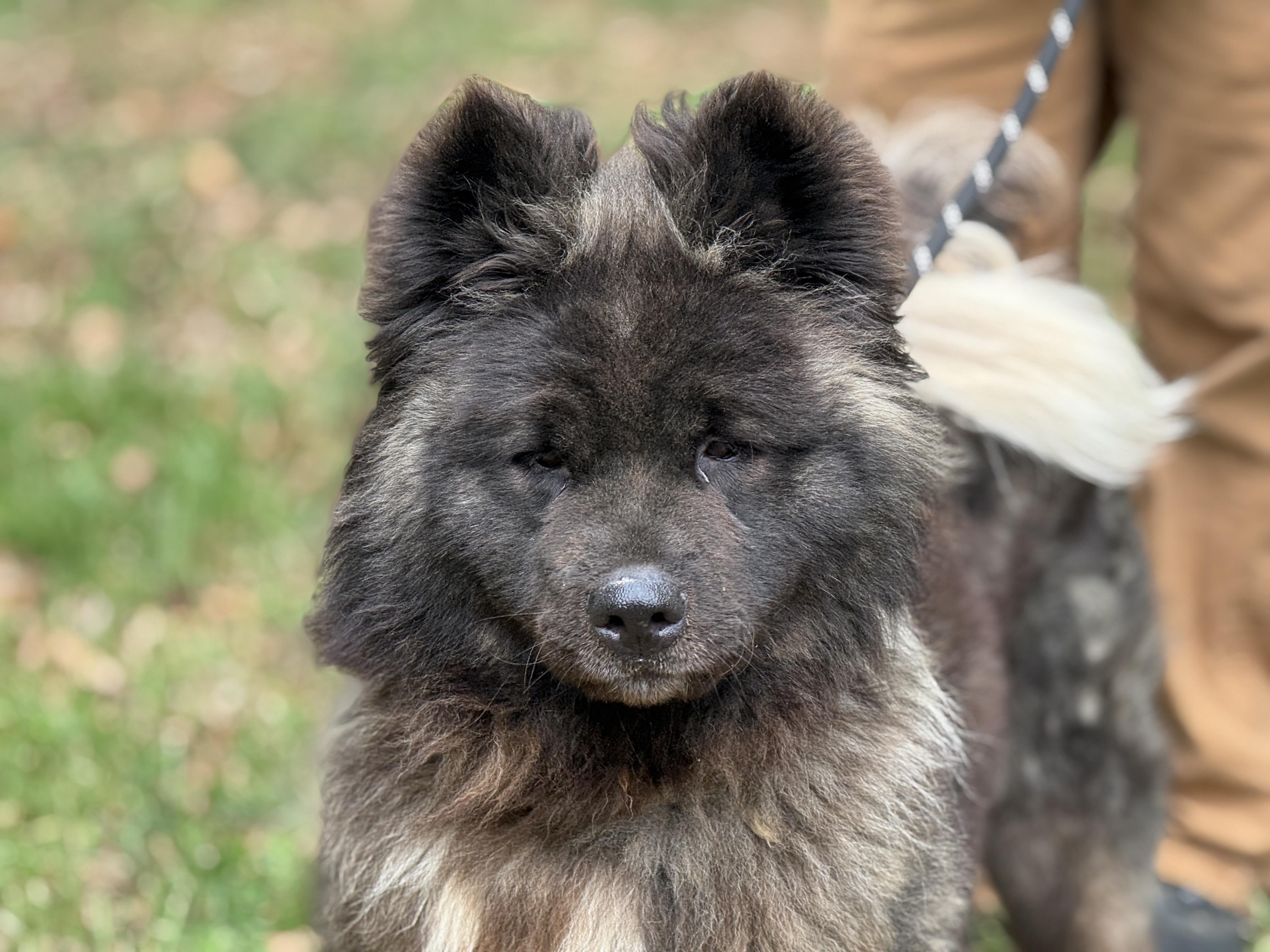 Enlarge Sookie, a ADOPTABLE Akita in Richmond, VA image 1/6