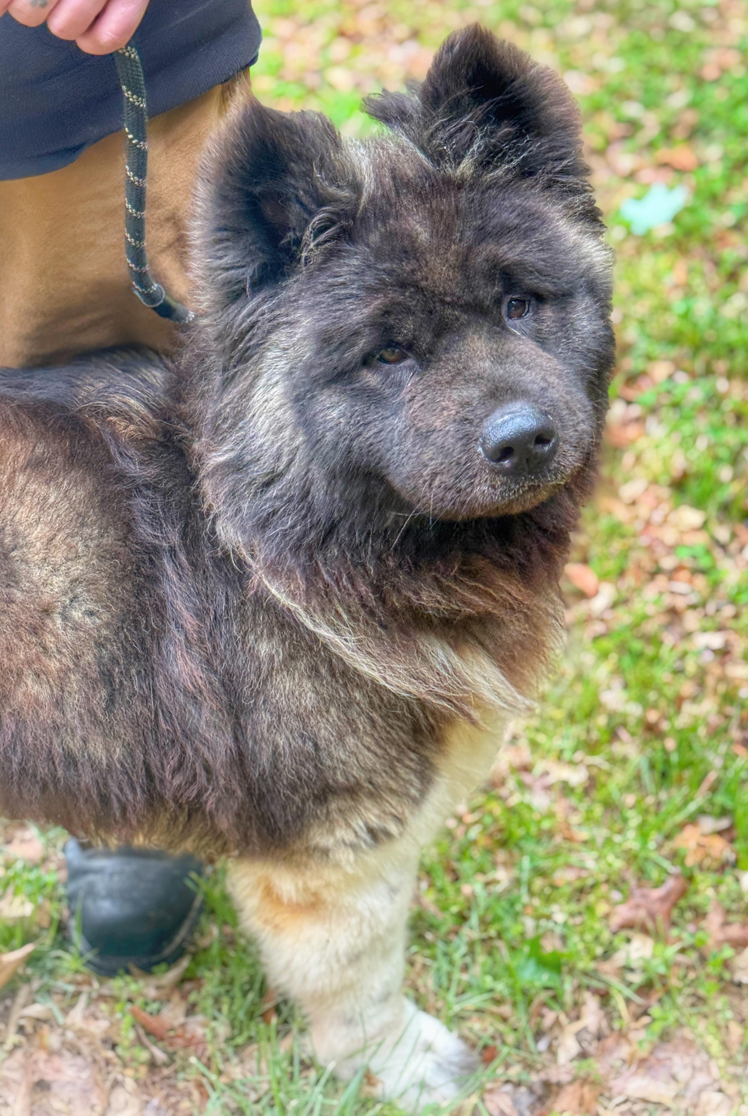 Enlarge Sookie, a ADOPTABLE Akita in Richmond, VA image 5/6