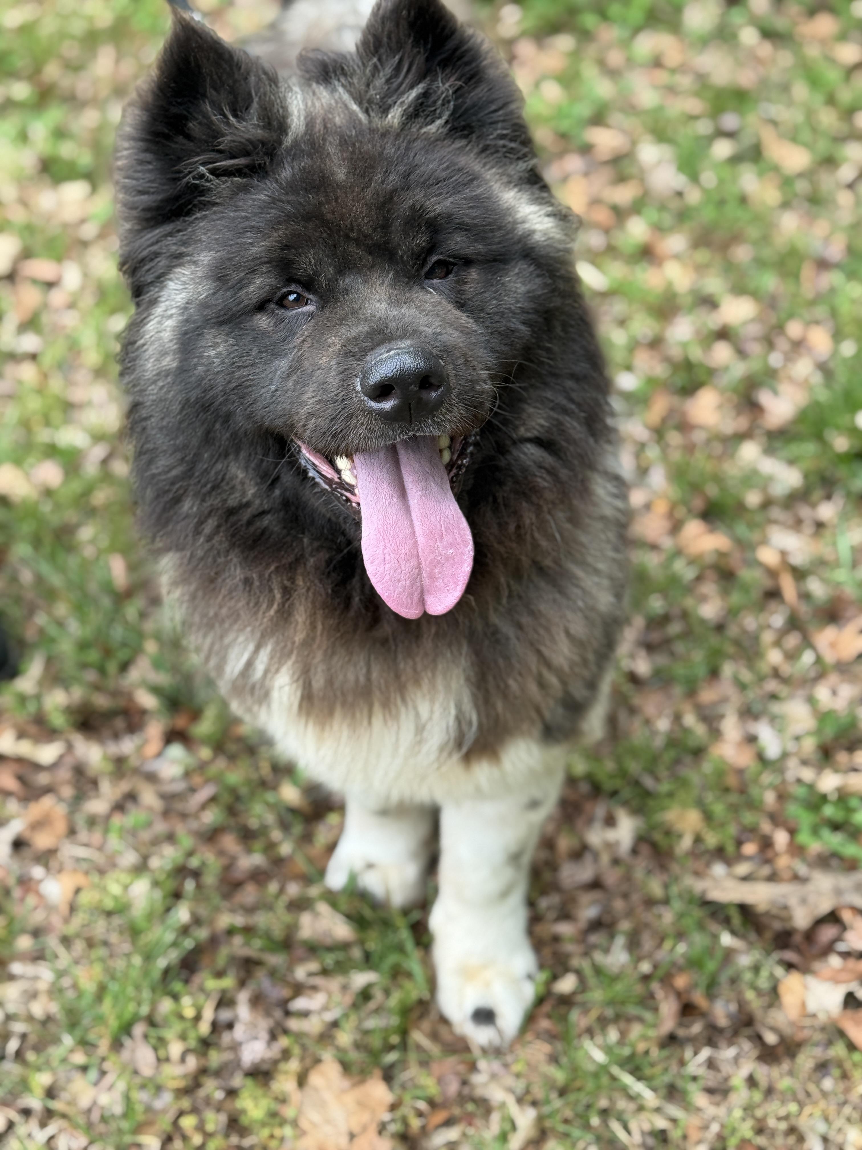 Enlarge Sookie, a ADOPTABLE Akita in Richmond, VA image 6/6