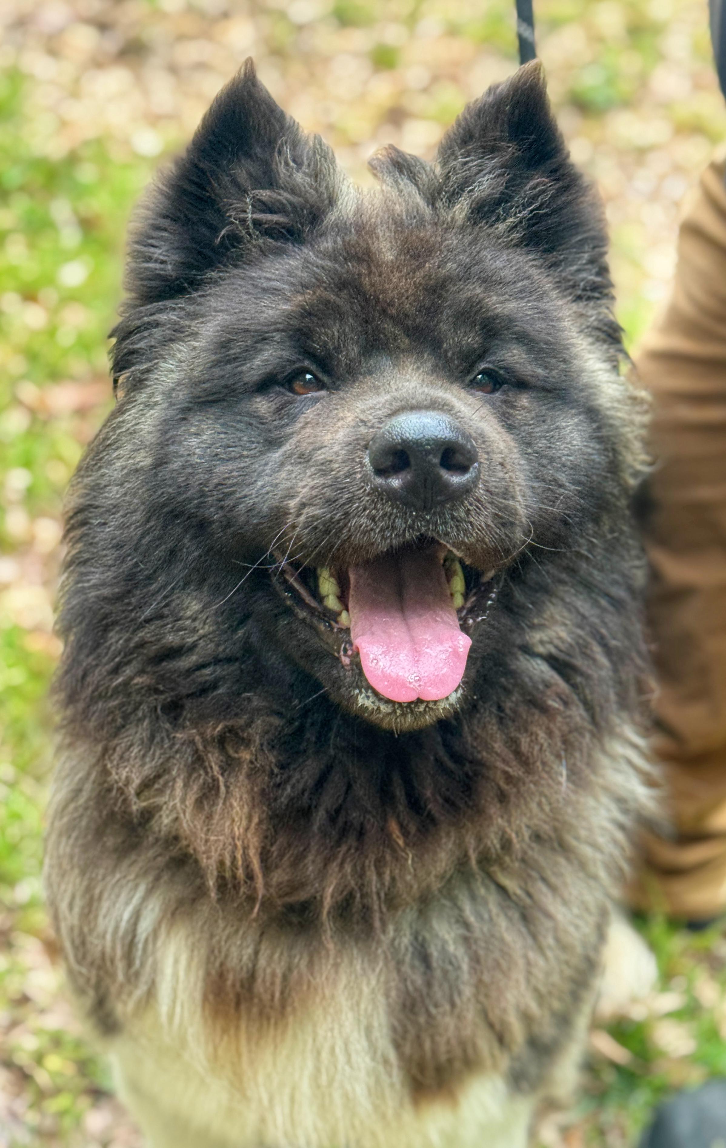 Enlarge Sookie, a ADOPTABLE Akita in Richmond, VA image 4/6