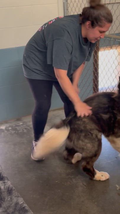 Enlarge Sookie, a ADOPTABLE Akita in Richmond, VA video 6/6