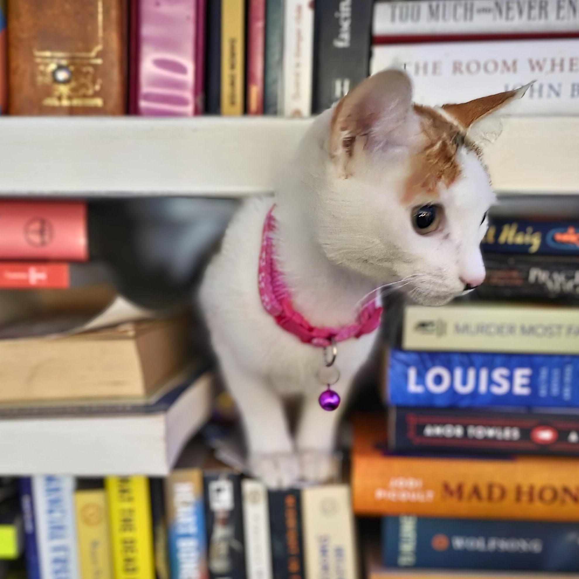 Skittles, a Adoptable American Shorthair in Baldwin, MD image 1/5