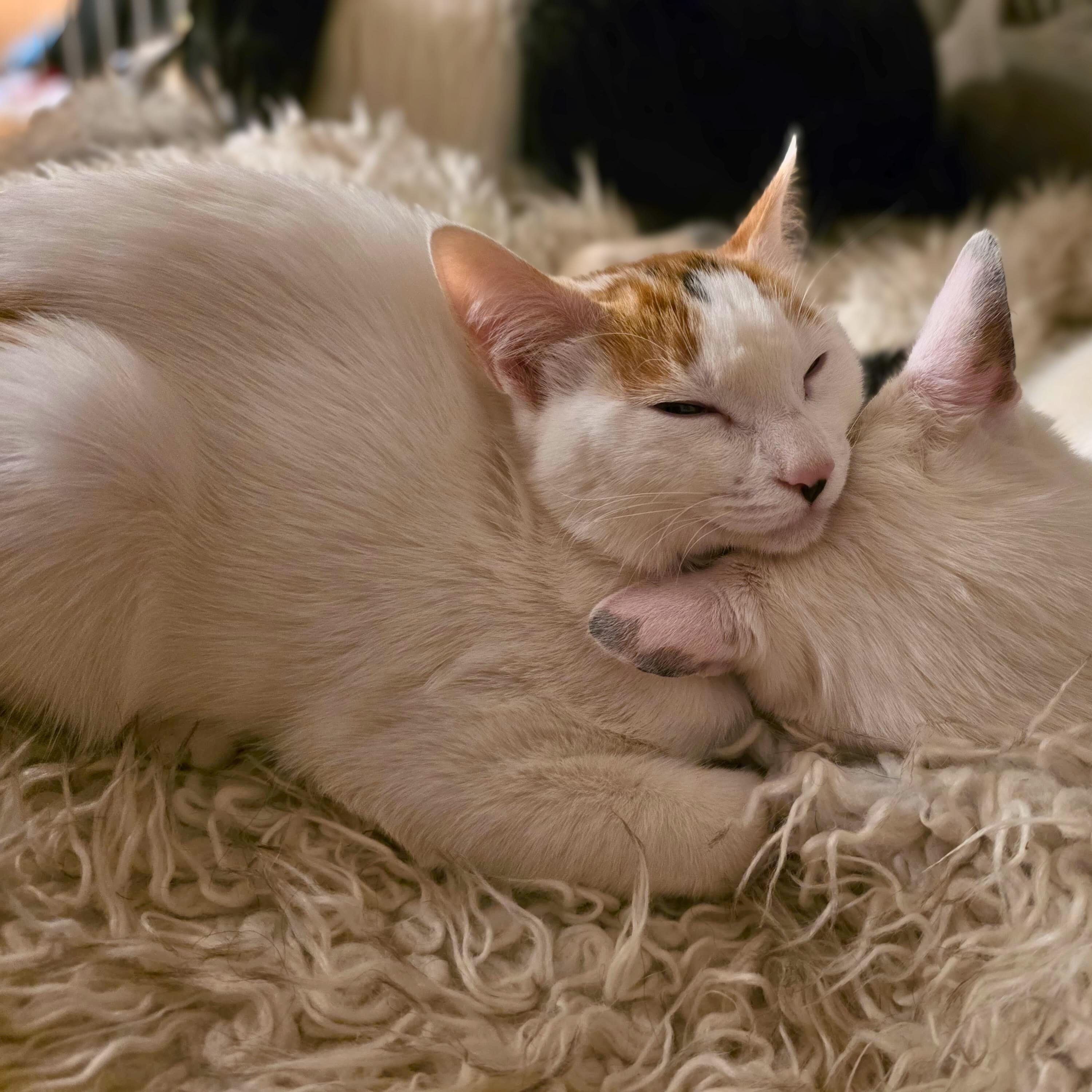 Skittles, a Adoptable American Shorthair in Baldwin, MD image 5/5