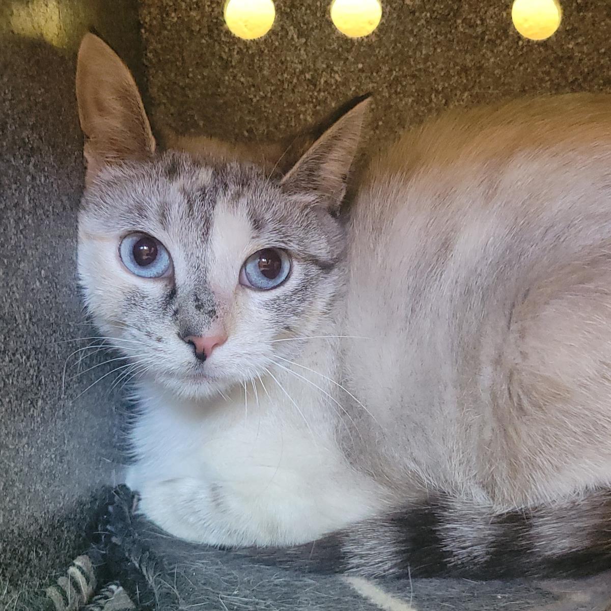 Enlarge Chalk (Working Cat), a Adoptable Domestic Short Hair in Plover, WI image 1/1