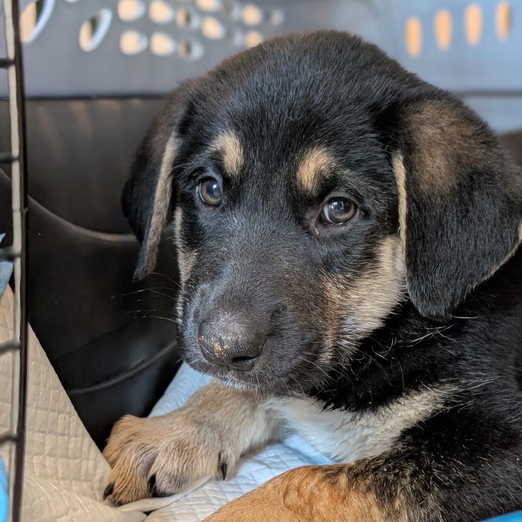 Cider, Adoptable, Puppy Male German Shepherd Dog.