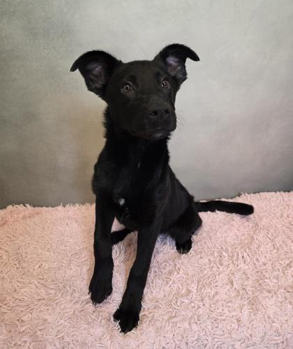 Jane, Adoptable, Puppy Female Retriever & Mixed Breed.