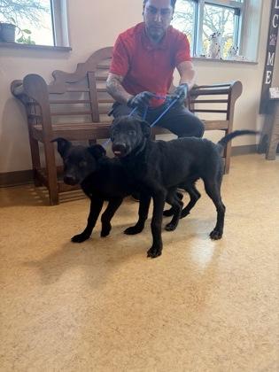 Enlarge Jane, a Adoptable mixed breed in Cedar Hill, TX image 2/3