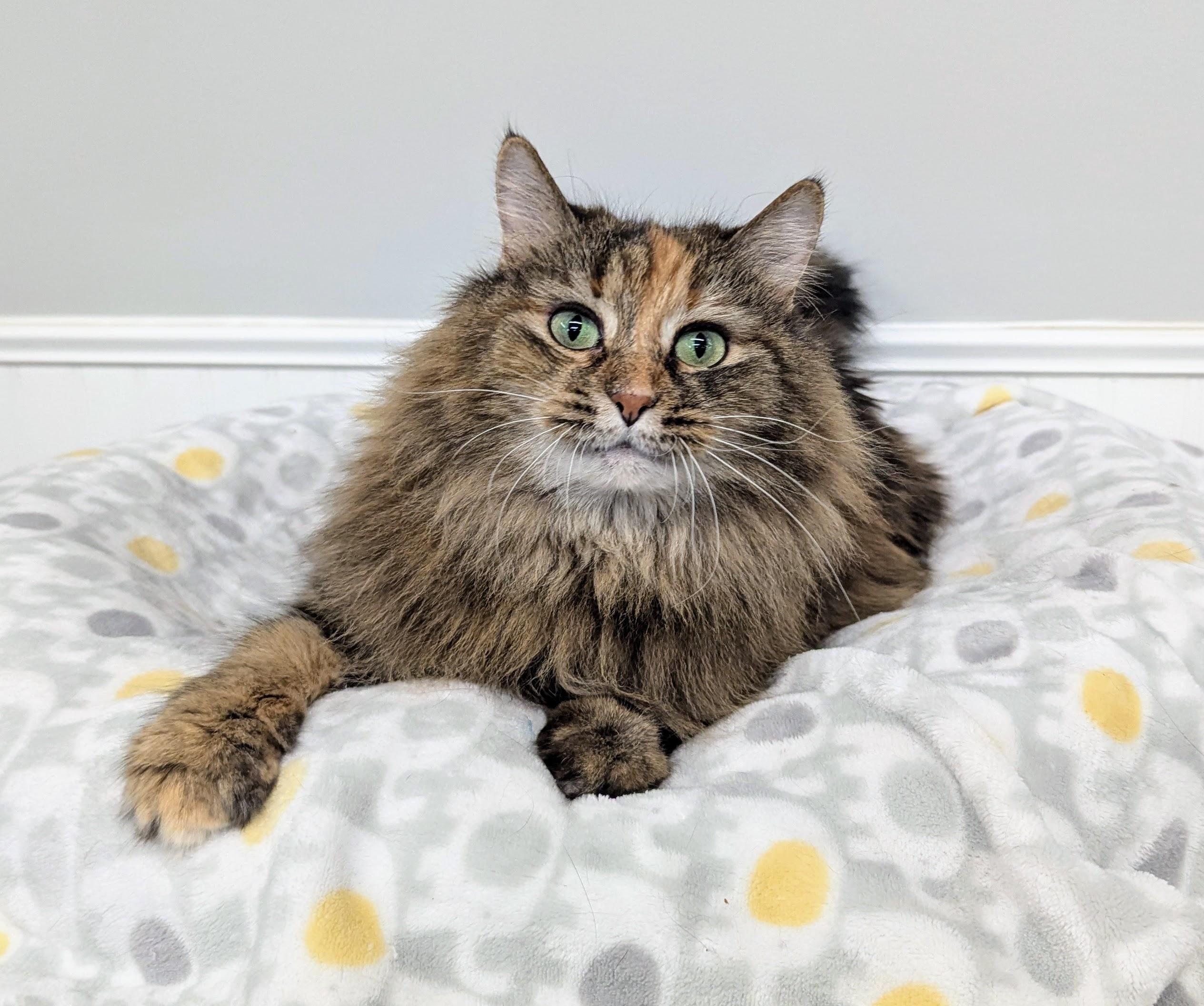 Enlarge Milo, a Adopted Domestic Long Hair in Monroe, MI image 1/3