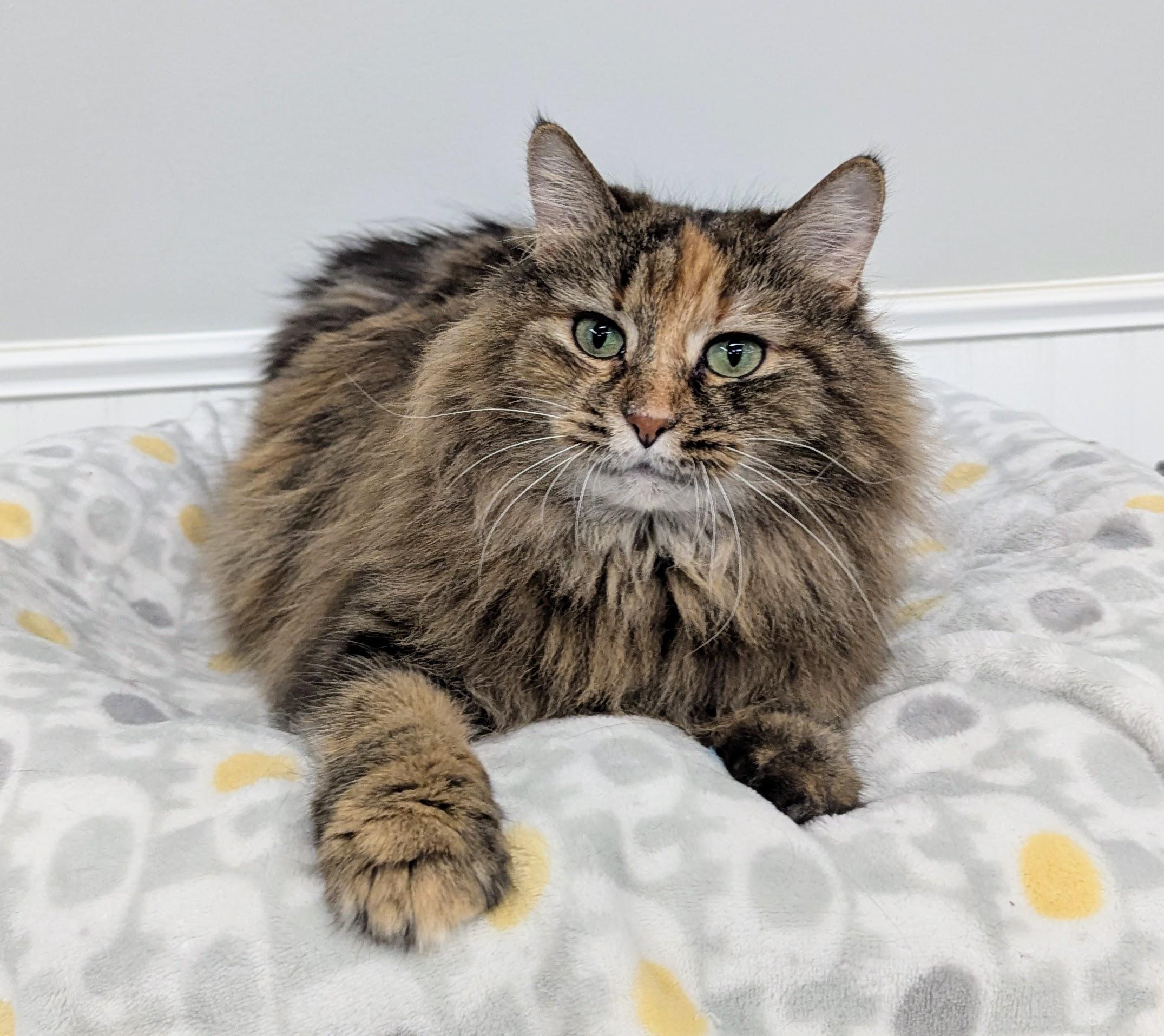 Enlarge Milo, a Adopted Domestic Long Hair in Monroe, MI image 2/3