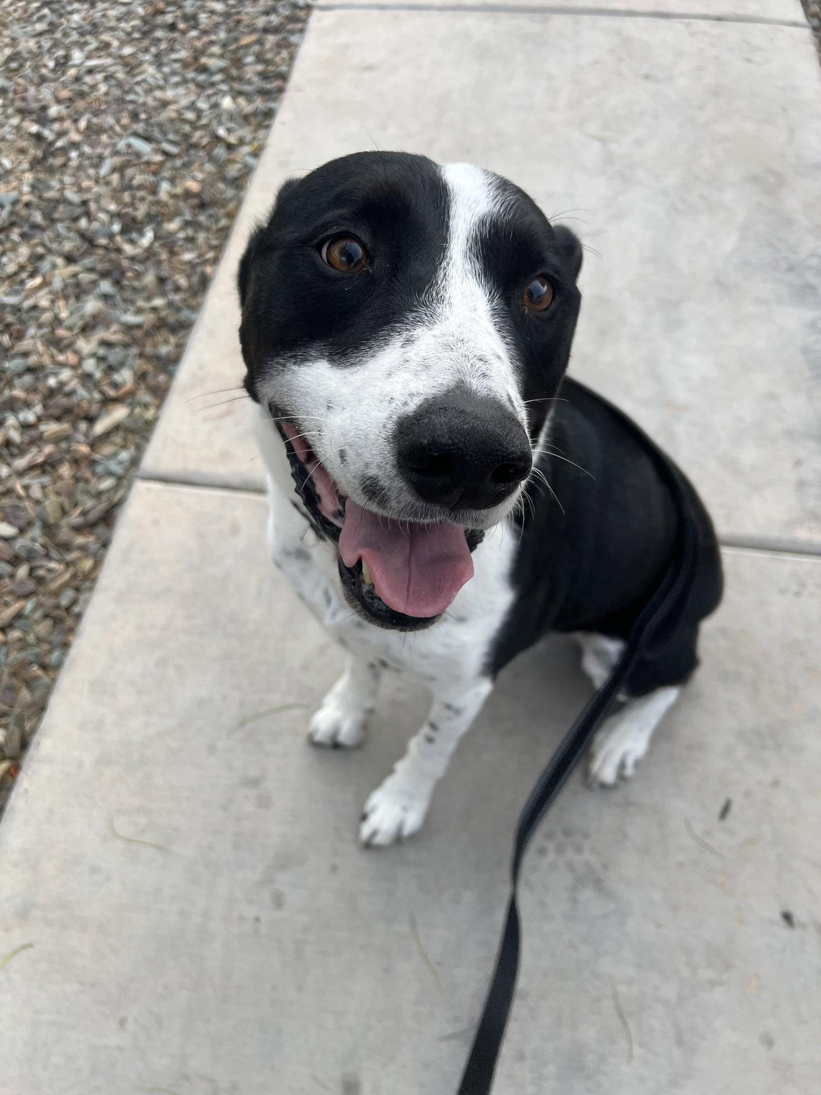 Enlarge MOZZI, a Adoptable mixed breed in Chandler, AZ image 1/3