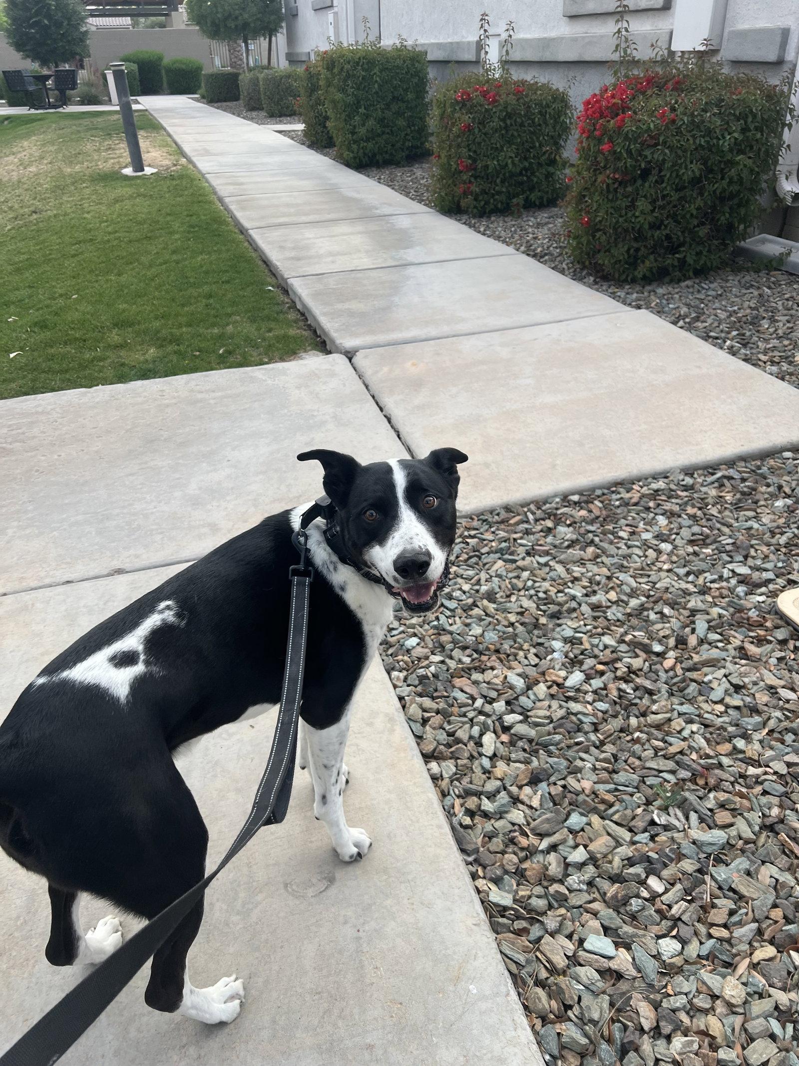 Enlarge MOZZI, a Adoptable mixed breed in Chandler, AZ image 2/3