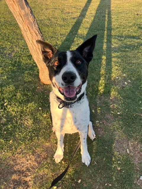 MOZZI, a Adoptable mixed breed in Chandler, AZ image 1/3