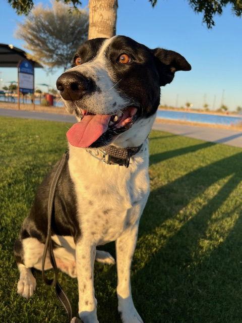MOZZI, a Adoptable mixed breed in Chandler, AZ image 2/3