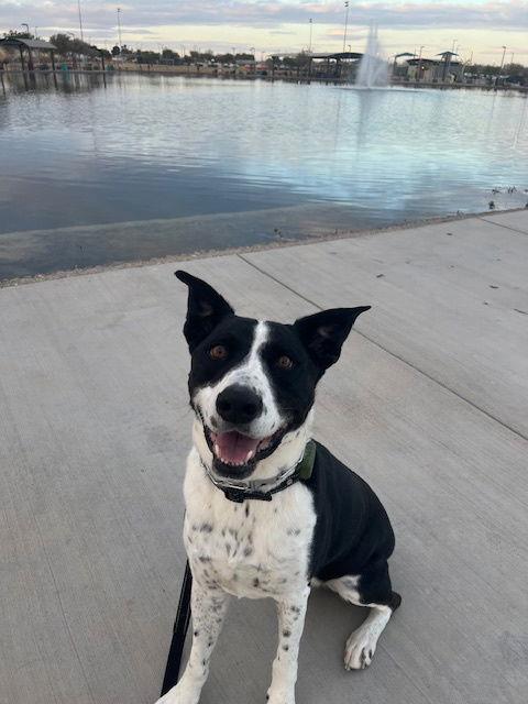 MOZZI, a Adoptable mixed breed in Chandler, AZ image 3/3