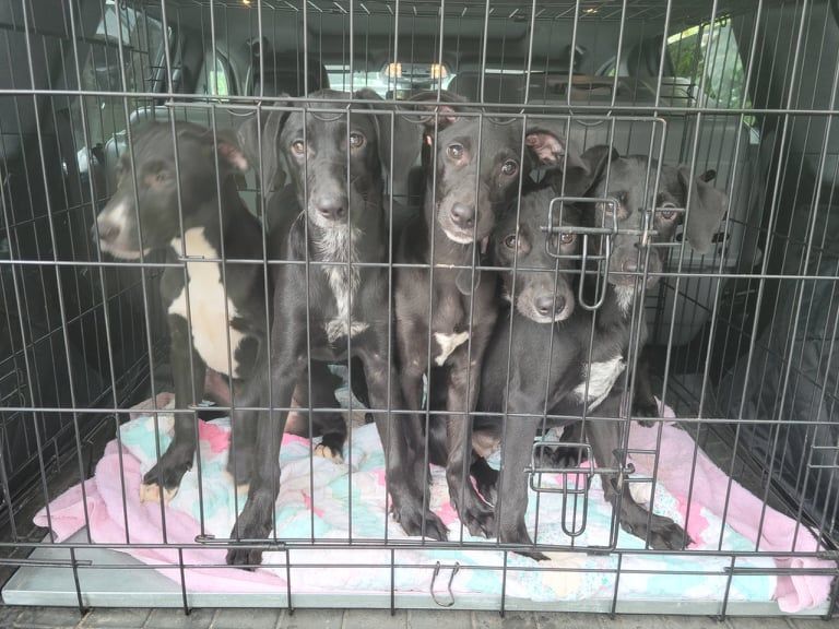 Volunteer Opportunities! , a Adoptable mixed breed in Manchester, NH image 1/11