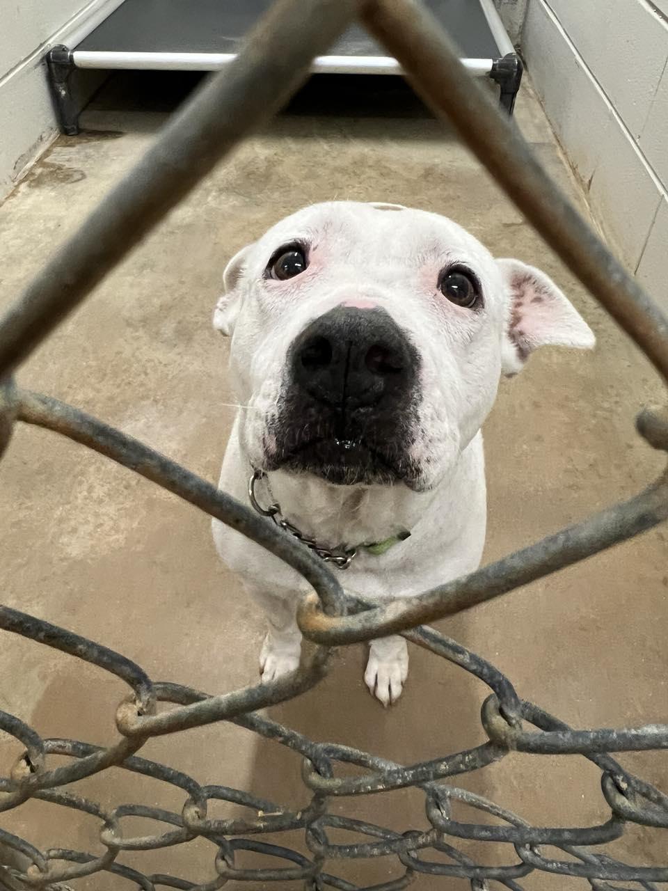Enlarge Volunteer Opportunities! , a Adoptable mixed breed in Manchester, NH image 1/3