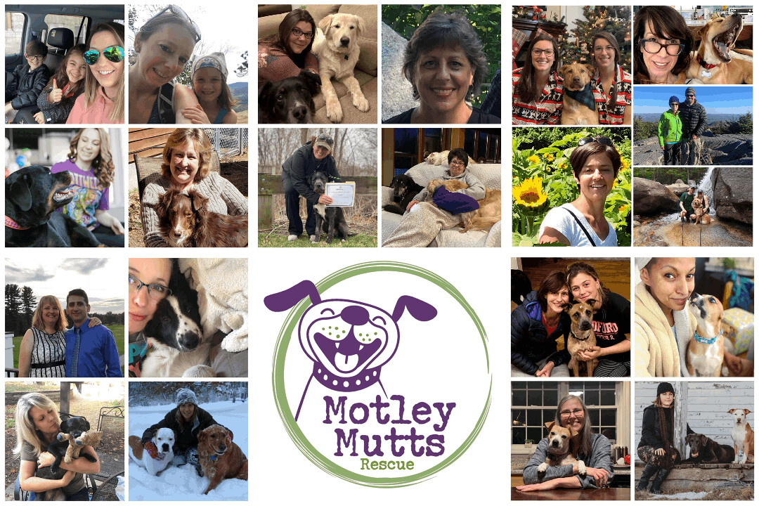 Volunteer Opportunities! , a Adoptable mixed breed in Manchester, NH image 2/11