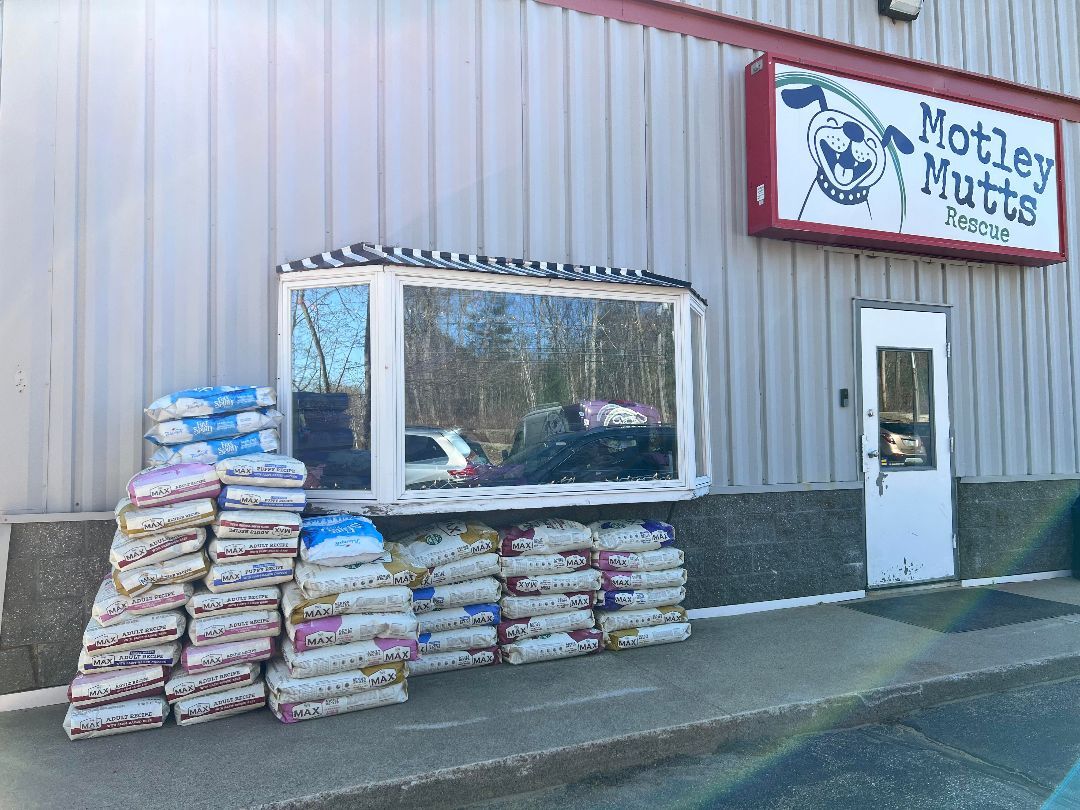 Volunteer Opportunities! , a Adoptable mixed breed in Manchester, NH image 3/11