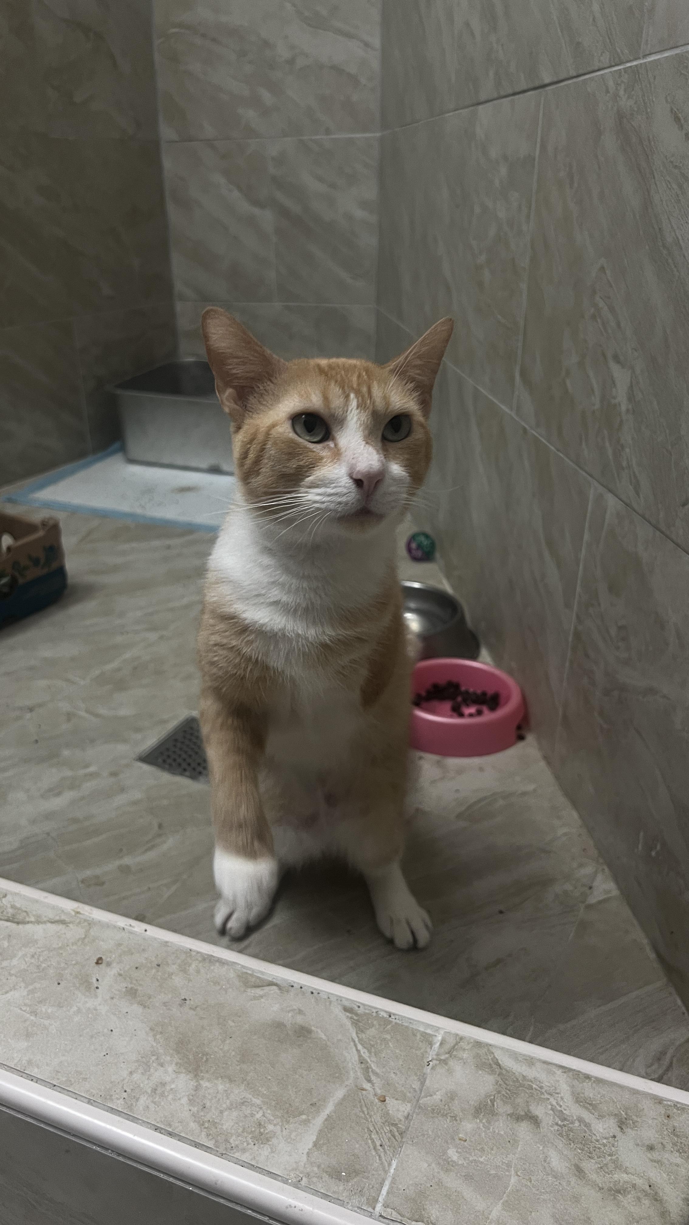 Enlarge Ronald, a Adoptable Domestic Short Hair in Jersey City, NJ image 1/3