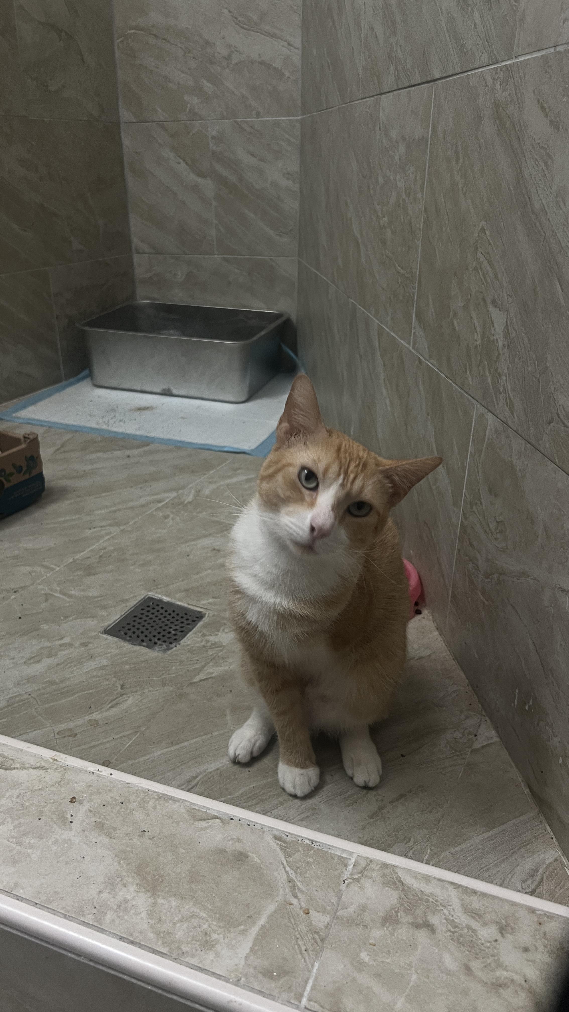 Enlarge Ronald, a Adoptable Domestic Short Hair in Jersey City, NJ image 2/3