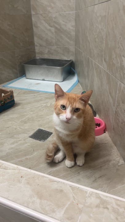 Enlarge Ronald, a Adoptable Domestic Short Hair in Jersey City, NJ video 3/3