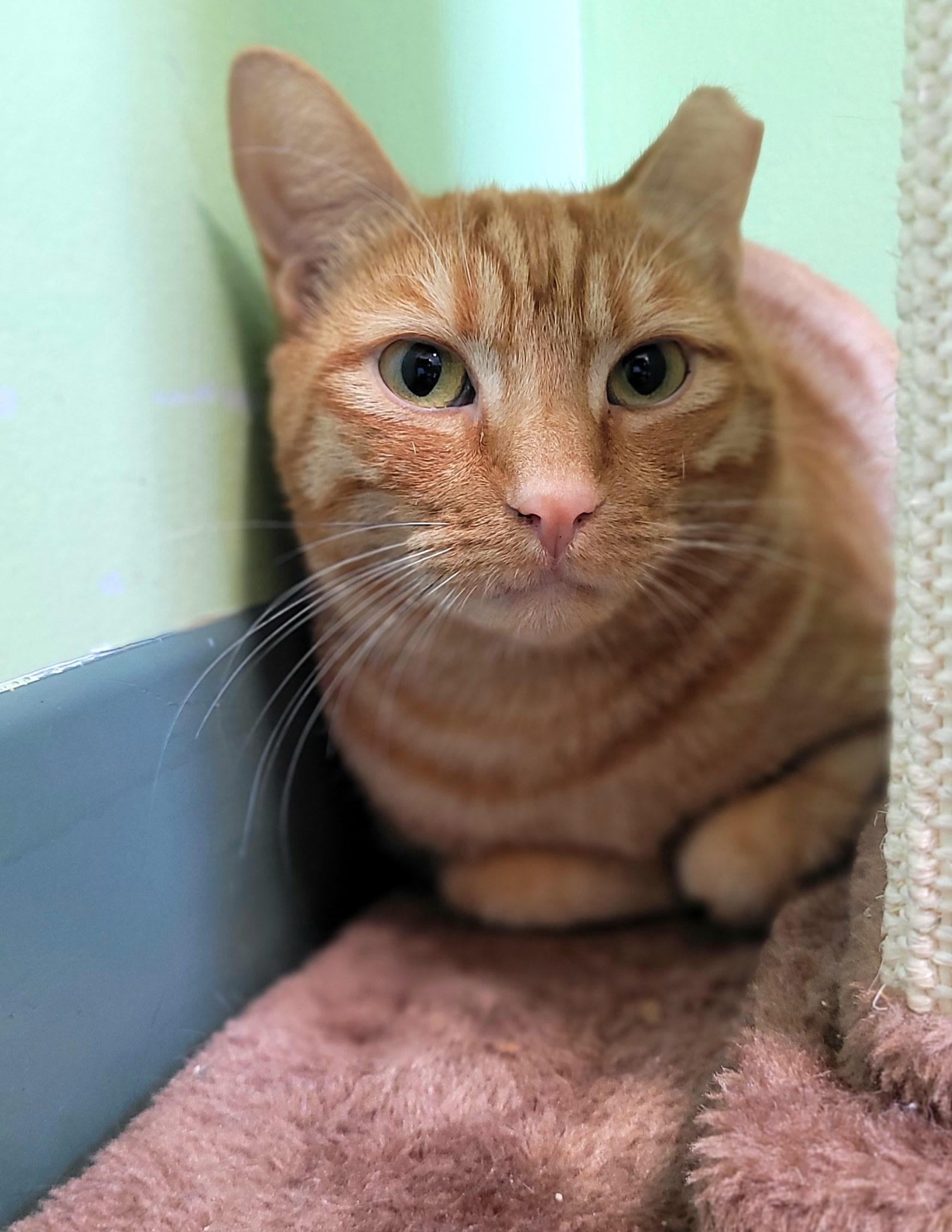 Jefferson, Adoptable, Young Male Domestic Short Hair.