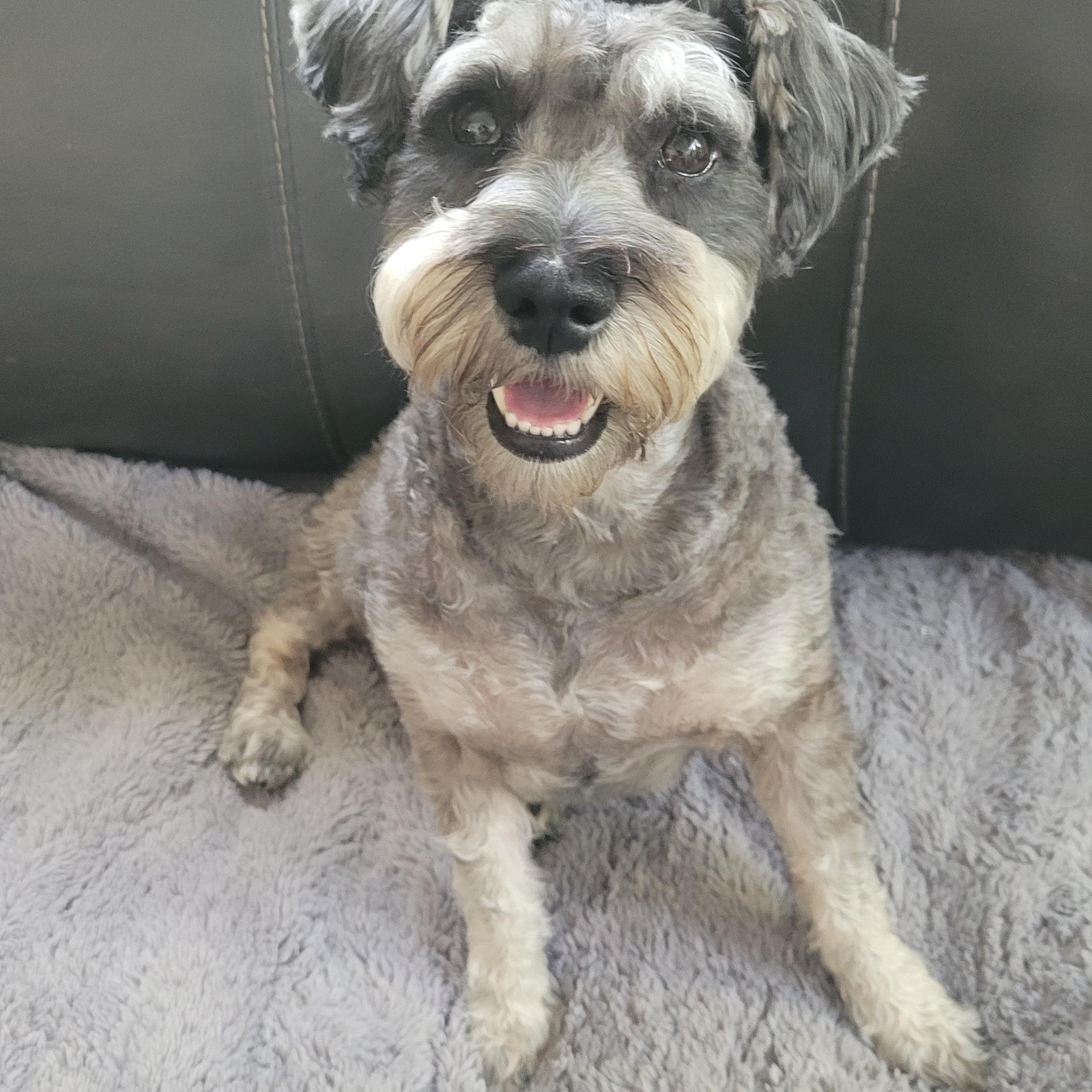 Mimi, Adopted, Young Female Miniature Schnauzer.