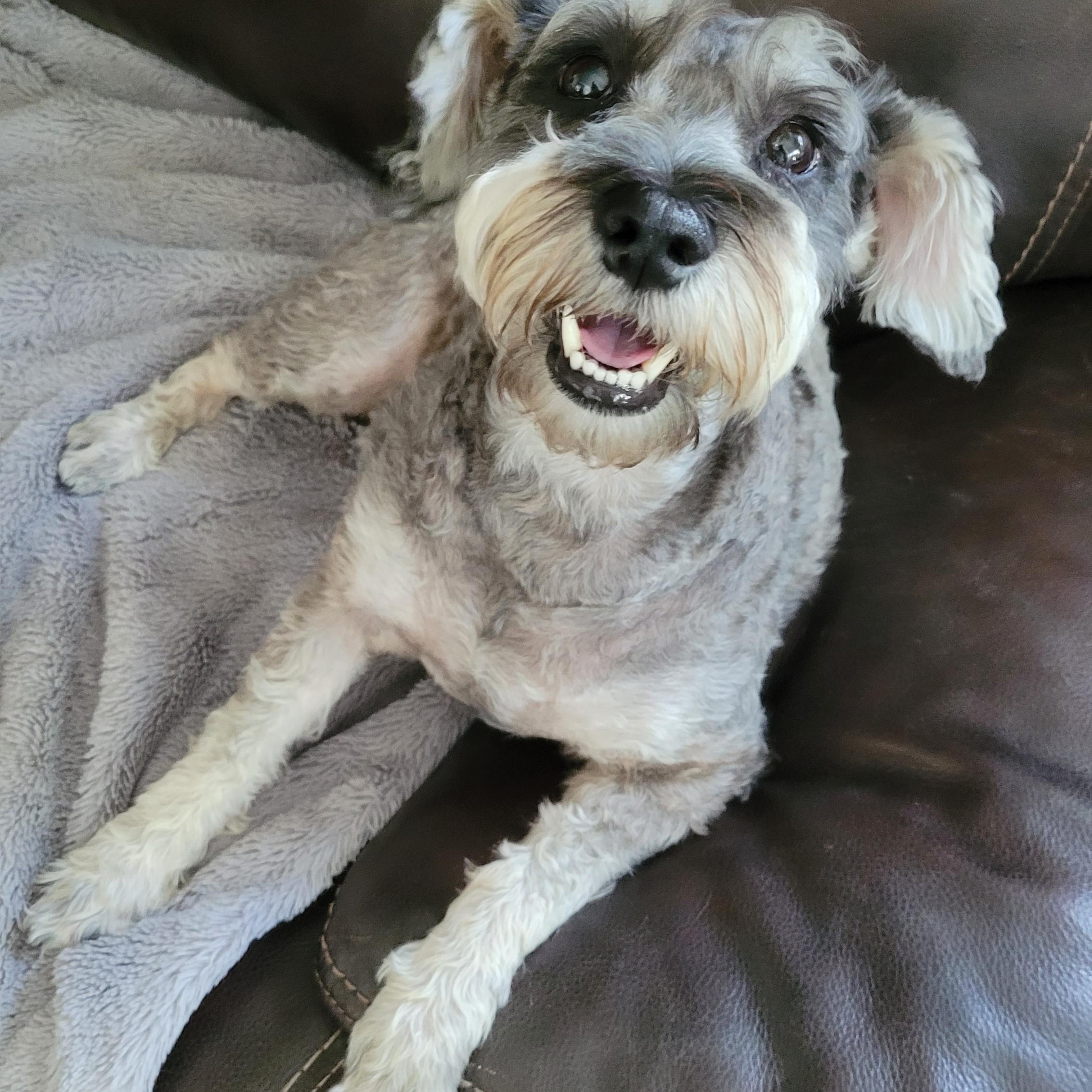 Enlarge Mimi, a Adopted Miniature Schnauzer in West Hollywood, CA image 3/4