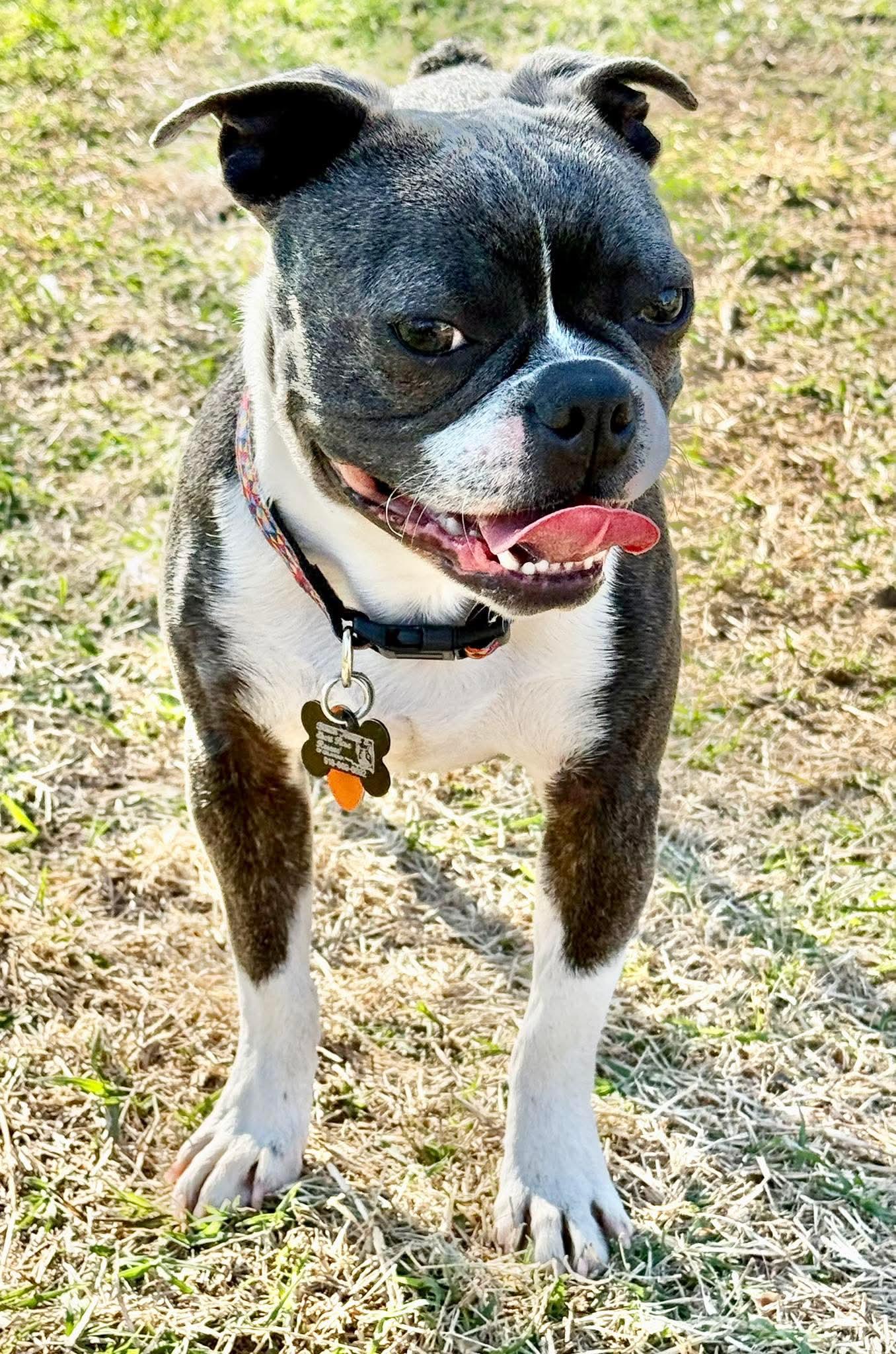Yoda, Adoptable, Young Male Boston Terrier.