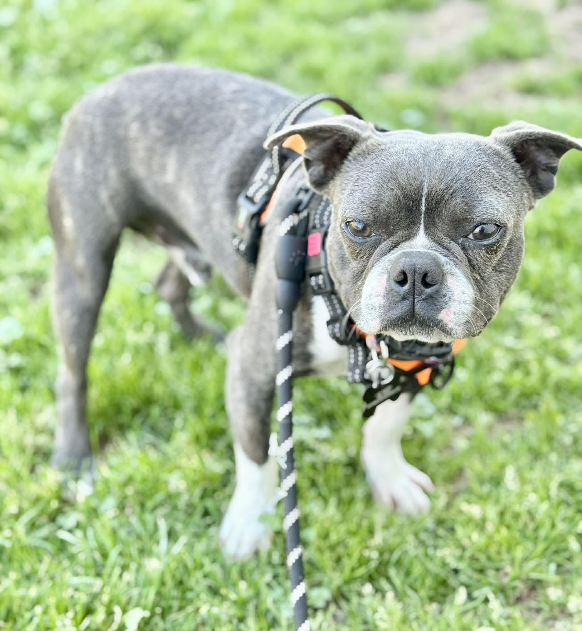 Enlarge Yoda, a Adoptable Boston Terrier in Muskogee, OK image 2/2