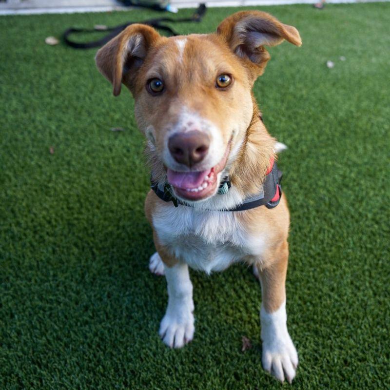 Enlarge Banjo, a Adoptable mixed breed in Jackson, WY image 5/6