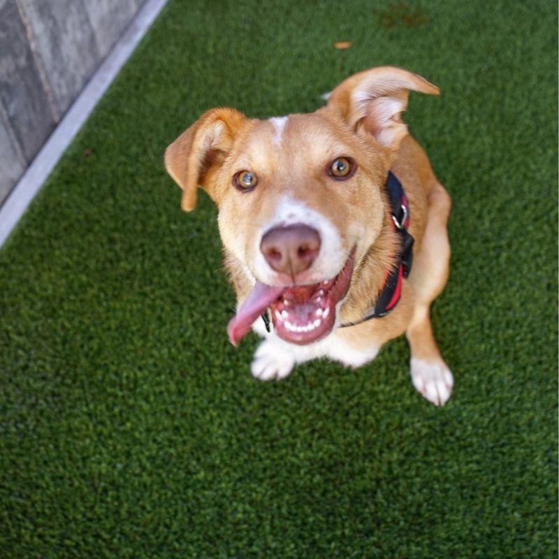 Banjo, Adoptable, Young Male Mixed Breed.