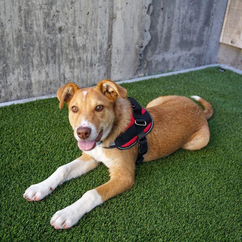 Enlarge Banjo, a Adoptable mixed breed in Jackson, WY image 2/6