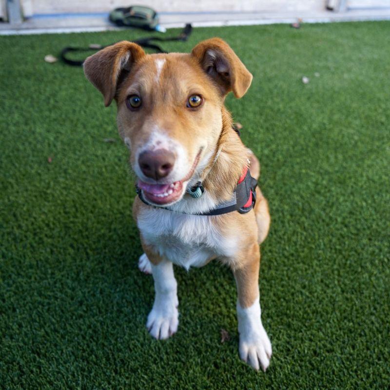 Enlarge Banjo, a Adoptable mixed breed in Jackson, WY image 4/6
