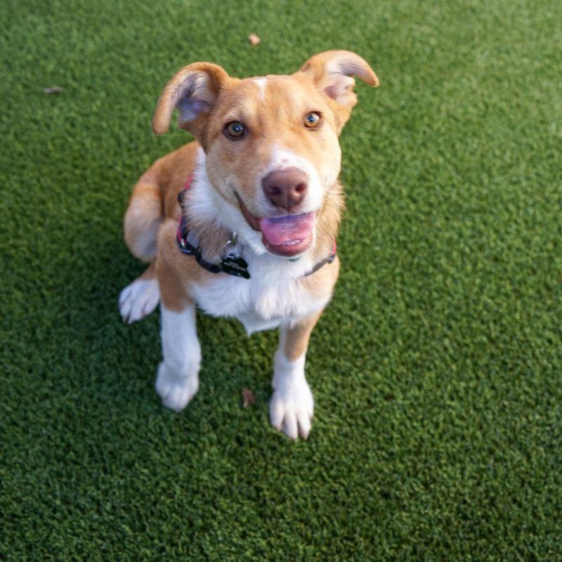 Enlarge Banjo, a Adoptable mixed breed in Jackson, WY image 3/6