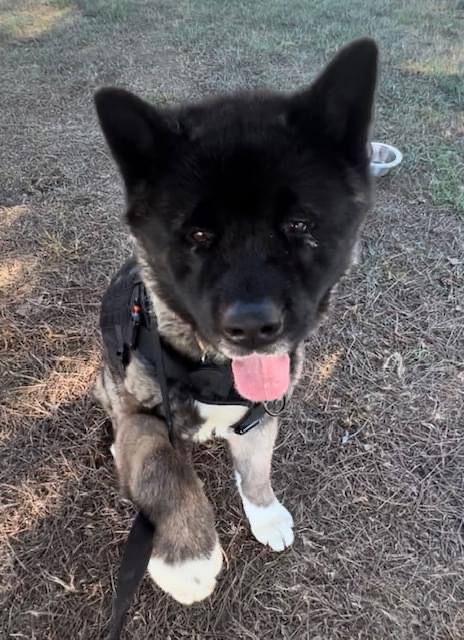 Enlarge Toshi, a Adoptable Akita in Klondike, TX image 1/2