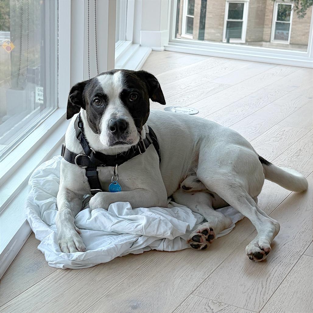 Lincoln, a Adoptable American Bulldog in Washington, DC image 1/6