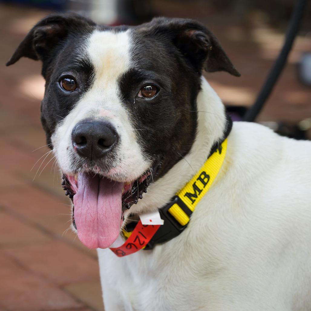 Lincoln, a Adoptable American Bulldog in Washington, DC image 2/6