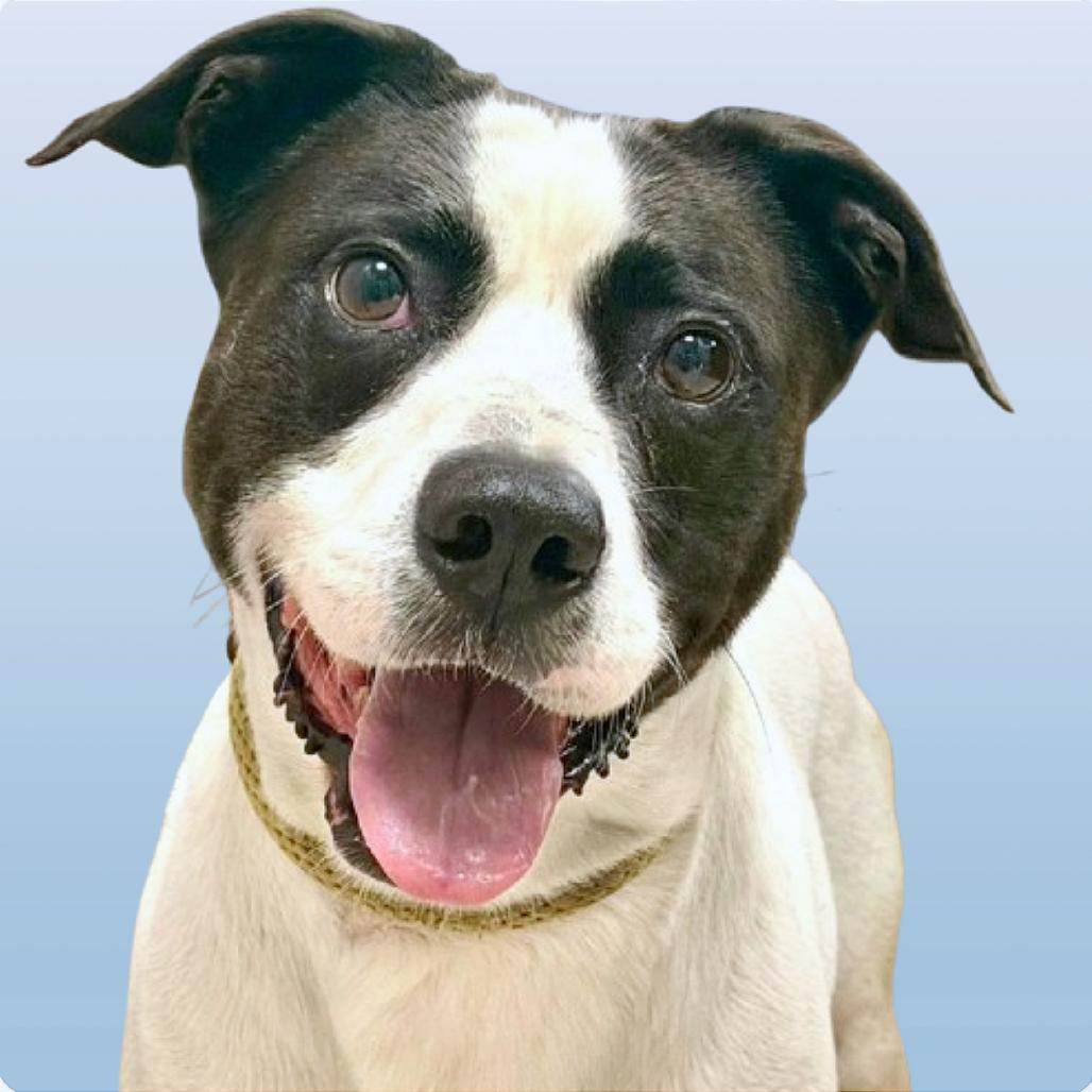 Lincoln, a Adoptable American Bulldog in Washington, DC image 3/6